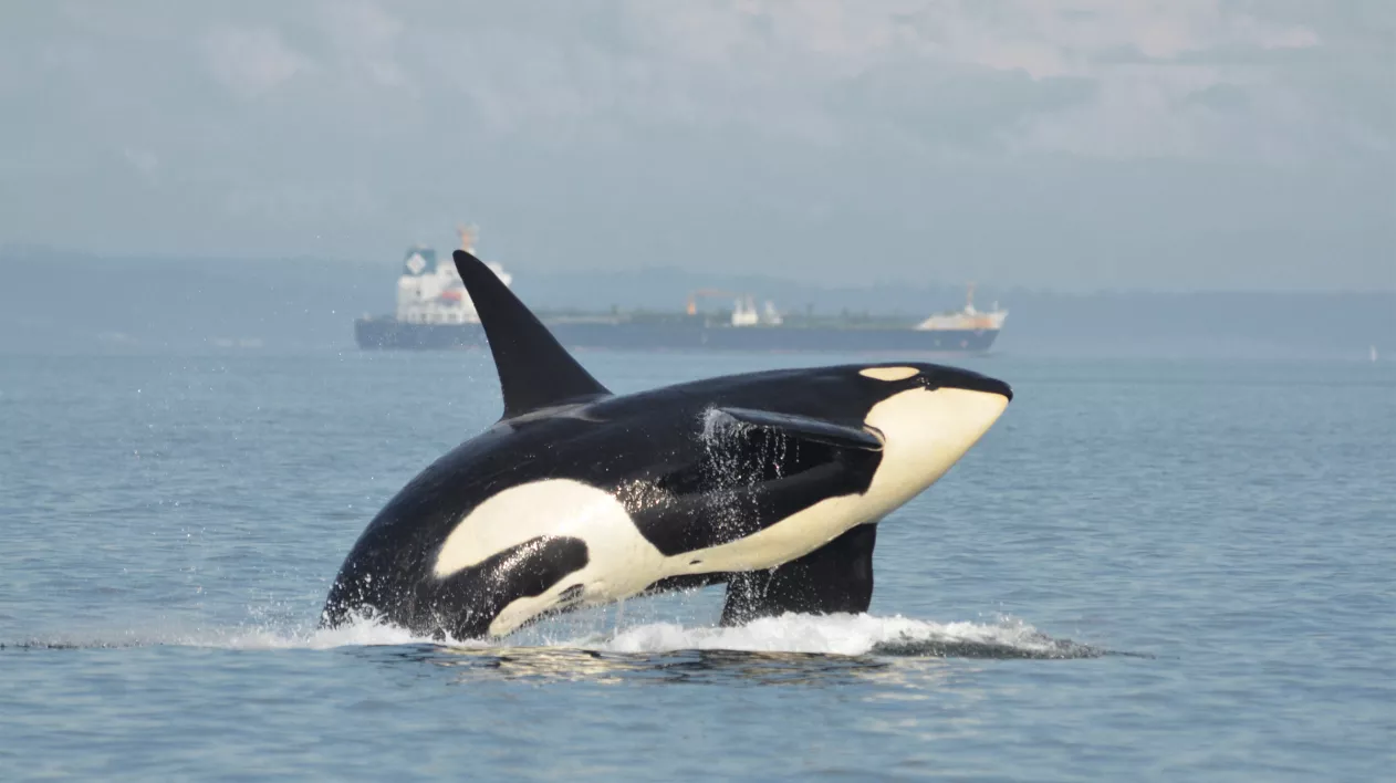 Orca in the Haro Strait