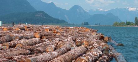 Dozens of logs float in the river. Mountains can be seen in the background.